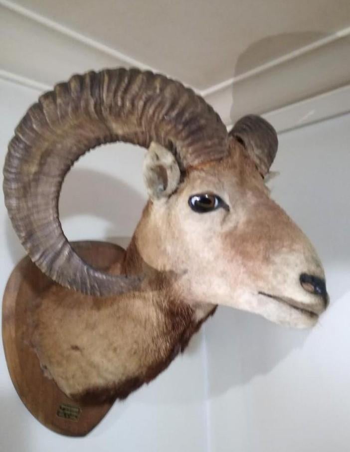 Opgezette ram moeflon, Enlèvement, Comme neuf
