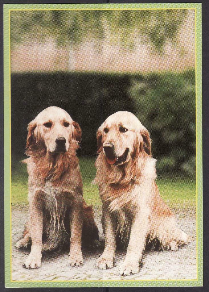Honden 2, Collections, Cartes postales | Animaux, Envoi, Chien ou Chat
