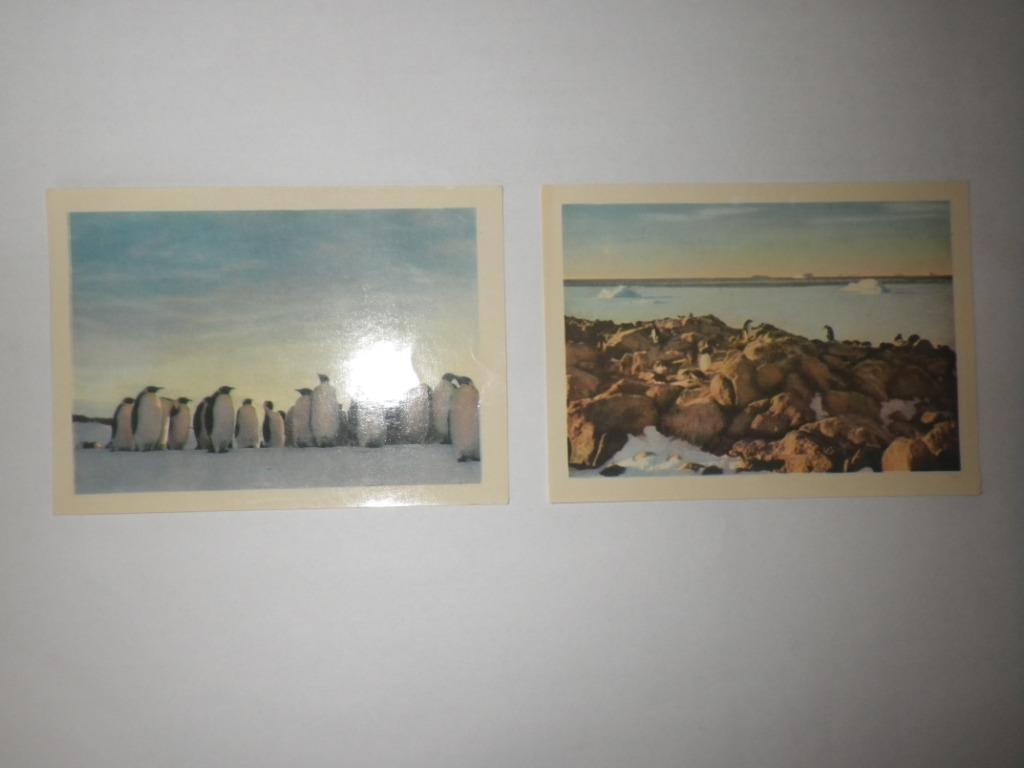 Côte d'Or, Faunaflor, Congo, Antarctique, Aquatique, Gravure, Utilisé, 1960 à 1980, Enlèvement