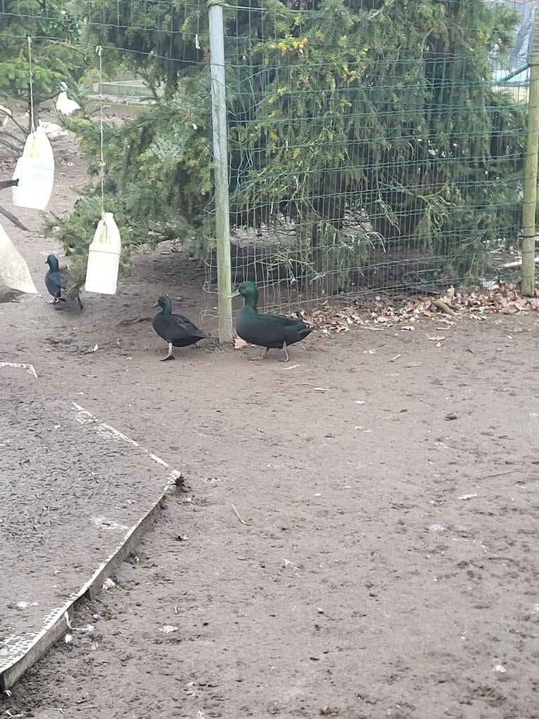 Jonge smaragd eenden, Plusieurs animaux, Canard