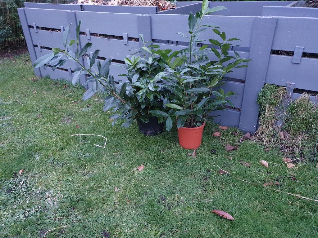 Laurier haag rotundifolia plantjes, Enlèvement