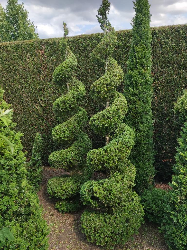 Buxus planten spiralen en figuren, Ophalen