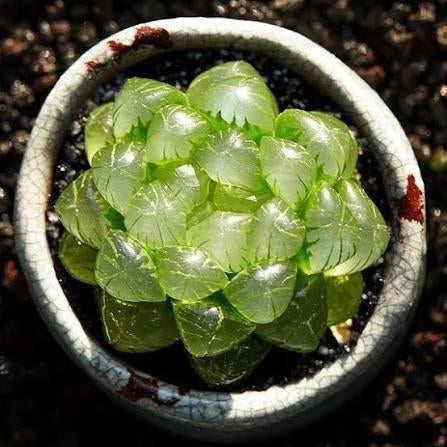 Haworthia cooperi var. truncata, Maison & Meubles, Plantes d'intérieur, Cactus, Moins de 100 cm, Plante à fleurs, Ombre partielle