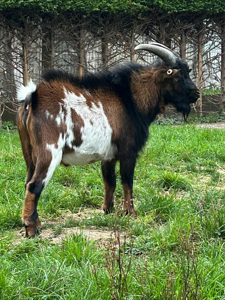 Bouc entier, Mâle, Chèvre, 0 à 2 ans
