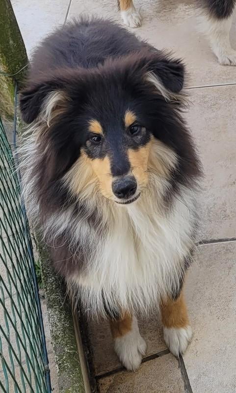 Reutje tricolor Collie Rough (Schotse Collie), Animaux & Accessoires, Chiens | Bergers & Bouviers, 15 semaines à 1 an, Chien (mâle)