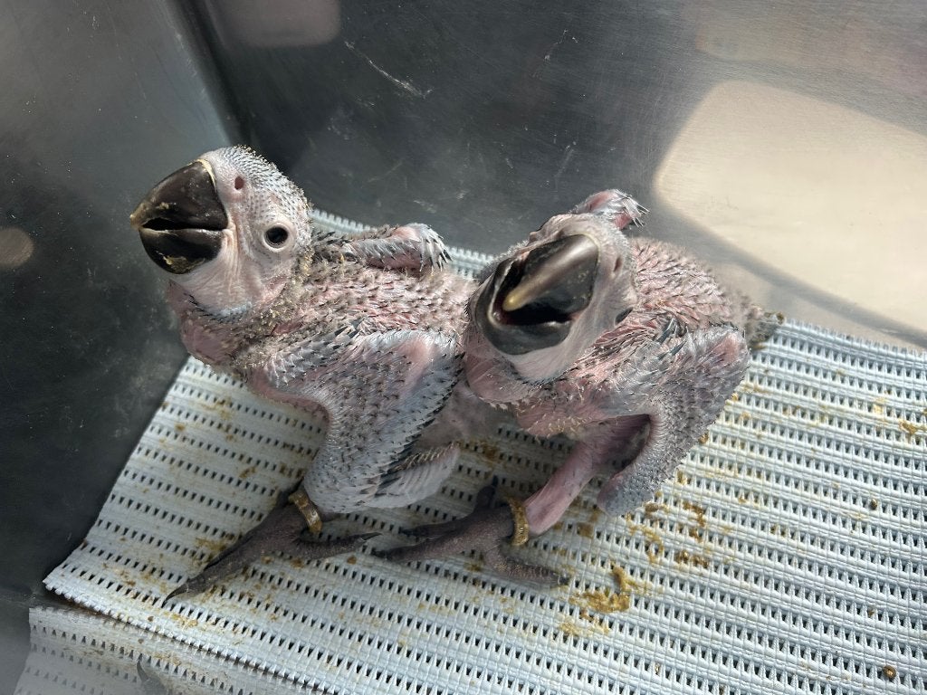 ❤️ 2 tamme baby blauwgele ara's, Geslacht onbekend, Papegaai, Pratend