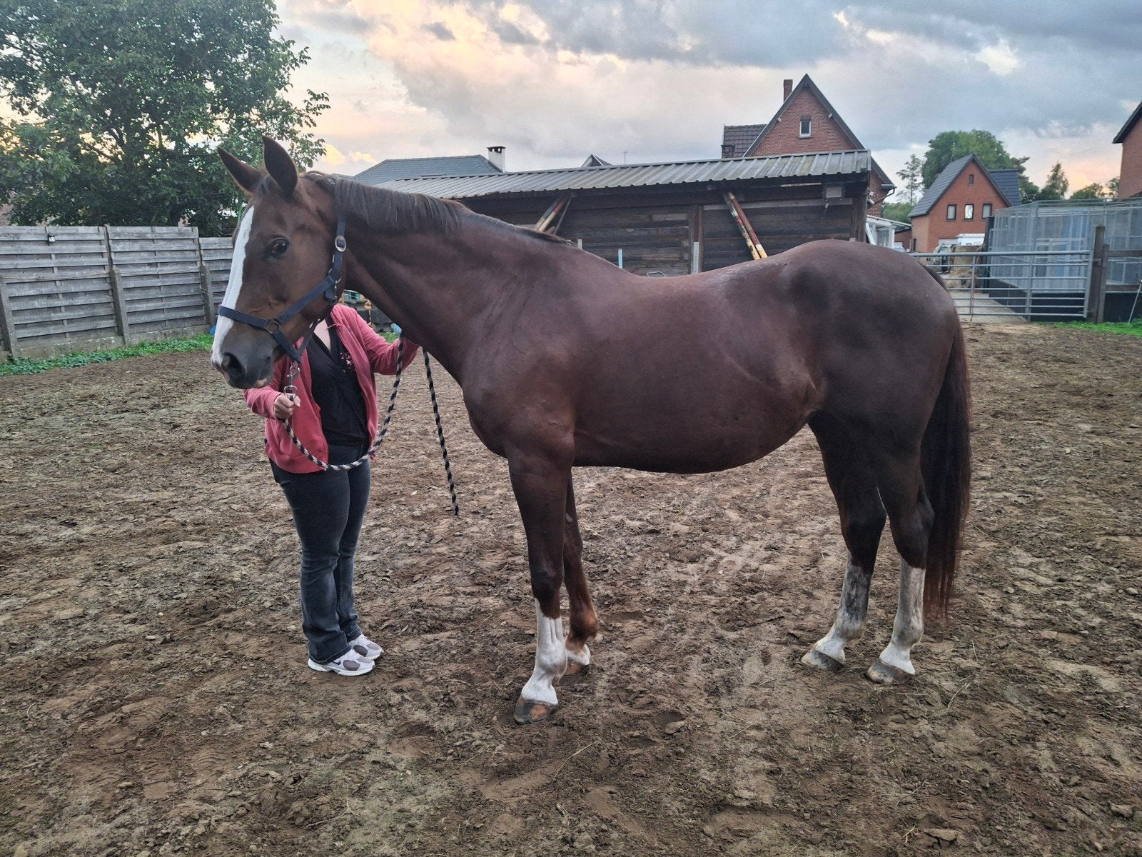 spring paard, Dieren en Toebehoren