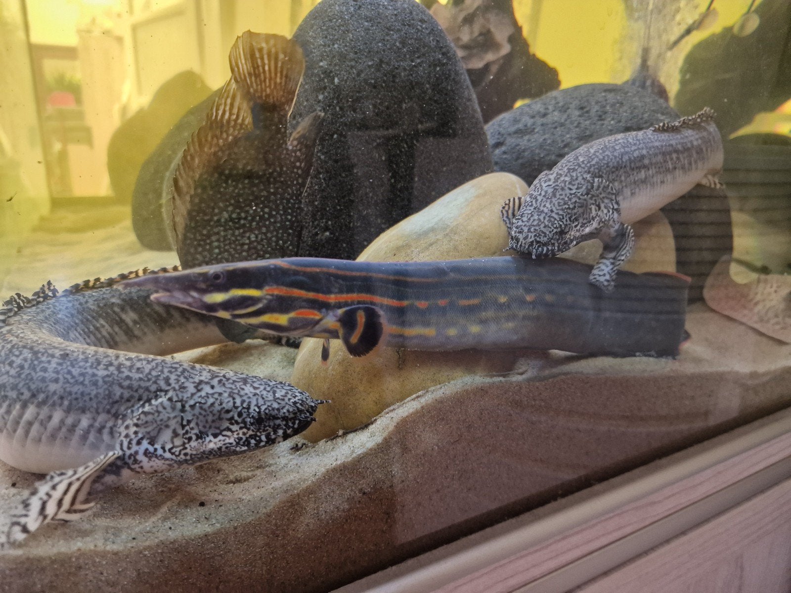 brochet à pompon