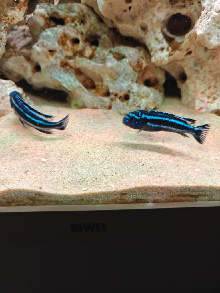 Melanochromis Maingano, Vis, Zoetwatervis