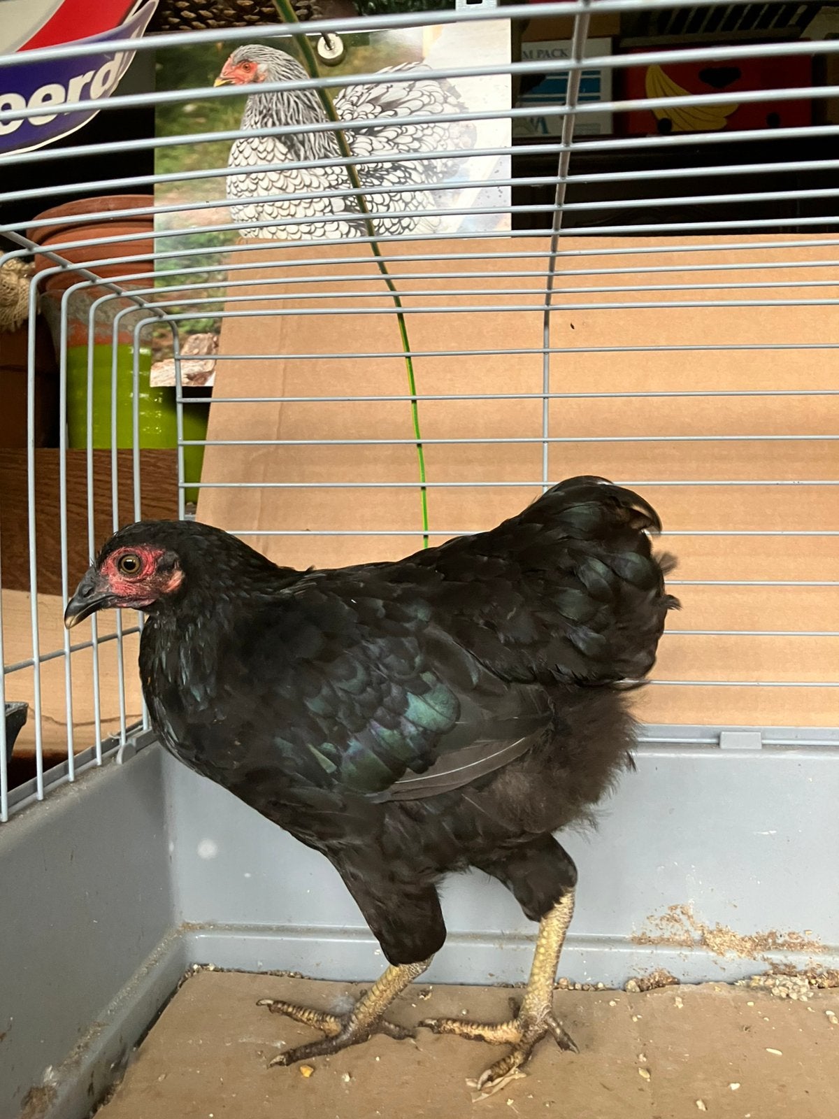 Wyandotte kriel hen