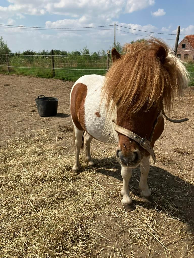 Superlieve shetland dekhengst, Hengst