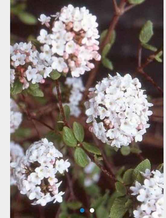Virburnum burkwoodii Anne Russell zaailingen, Tuin en Terras, Ophalen, Overige soorten, Struik, 100 tot 250 cm