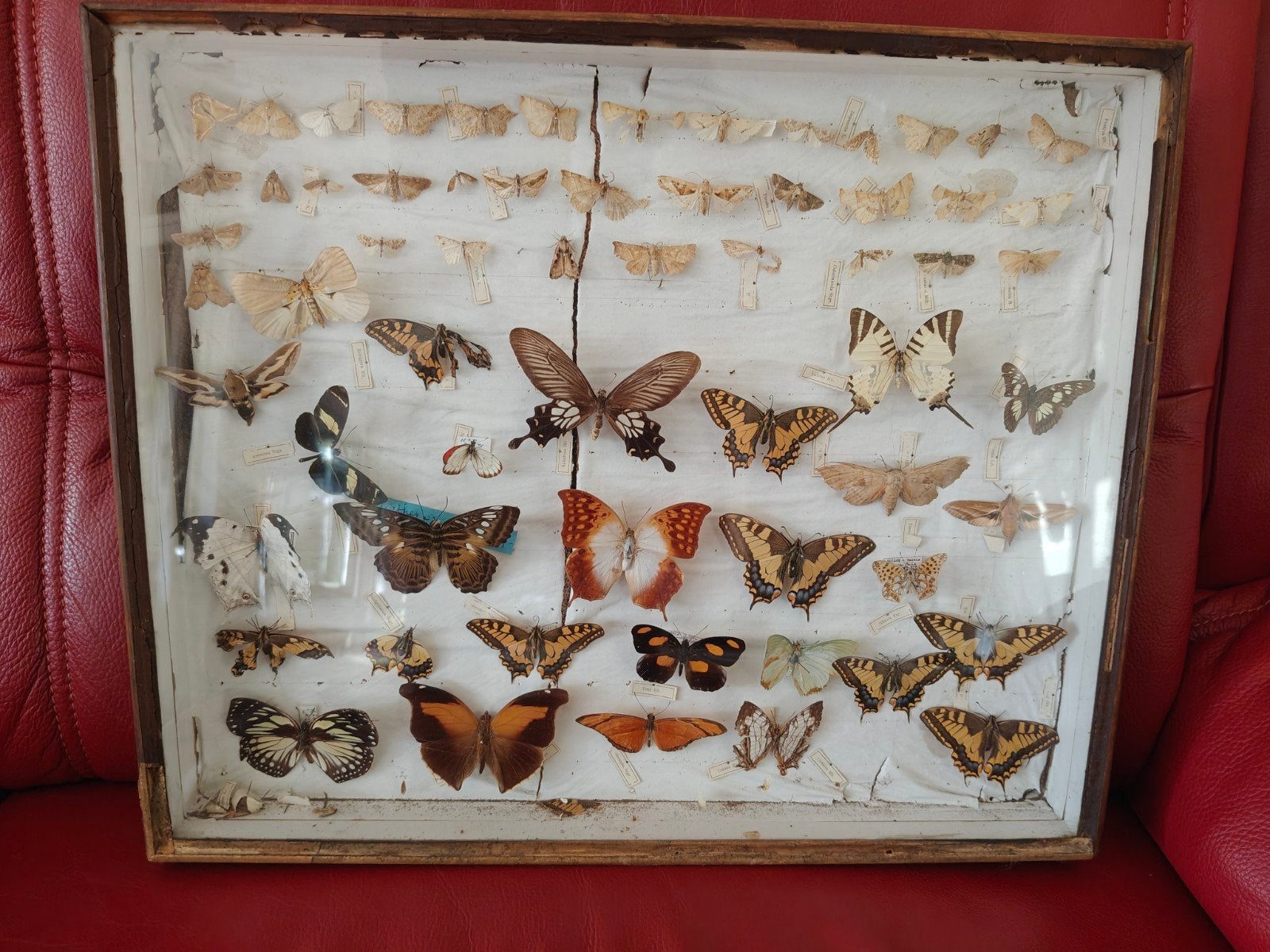 Vintage opgezette vlinders in lijst te Turnhout t, Verzamelen, Ophalen