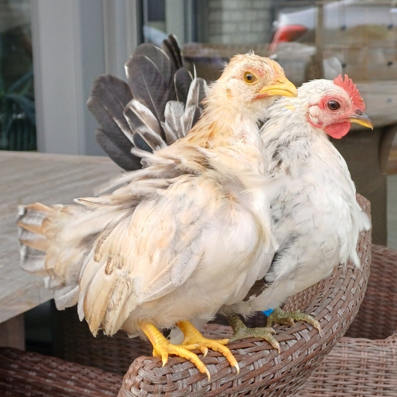 jong koppel Serama, Dieren en Toebehoren, Meerdere dieren, Kip