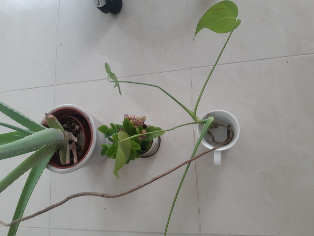 Planten aloe, monstera, Ophalen, Vaste plant, Overige soorten