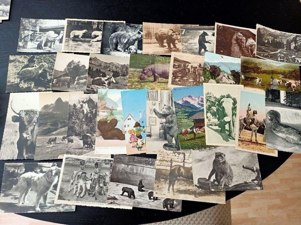52 dieren, Verzamelen, Postkaarten | Themakaarten, Ophalen of Verzenden