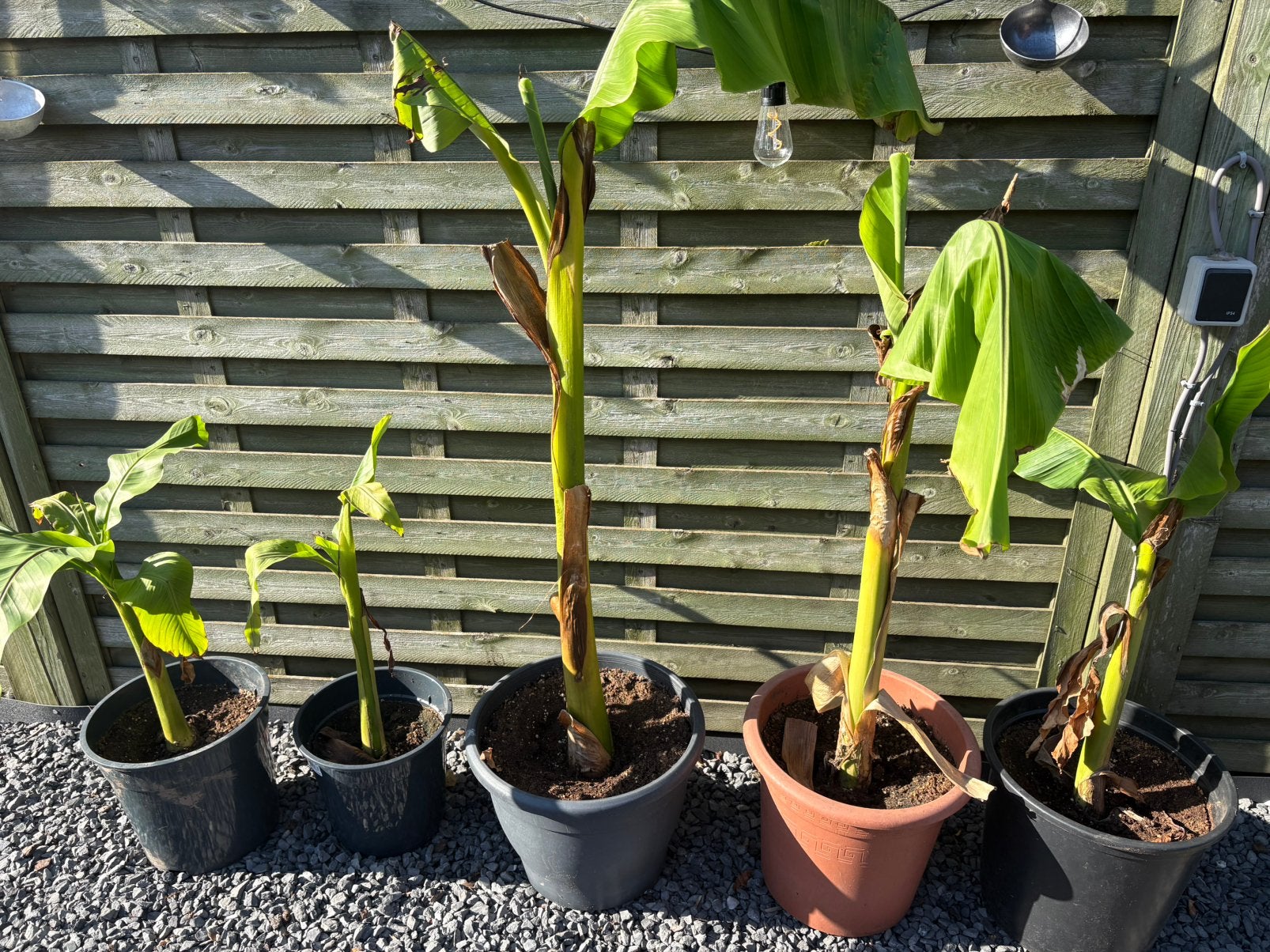 Musa basjoo - bananenplant, Volle zon, Vaste plant, Zomer, Ophalen