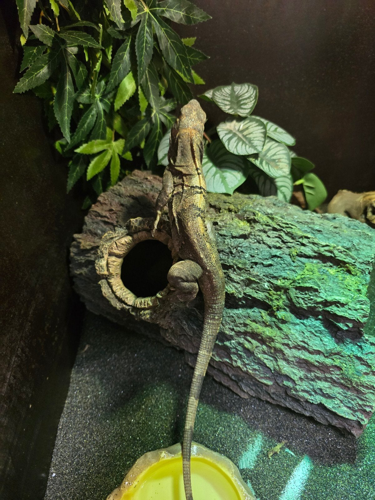 Prachtig koppel zwarte leguanen (Ctenosaura similis), Amfibie