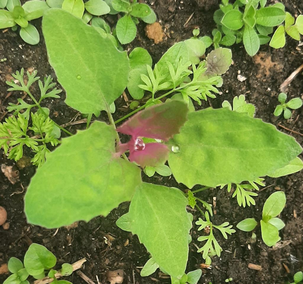 Chénopode multicolore (Chenopodium capitatum), Enlèvement ou Envoi