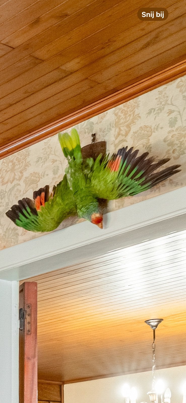Opgezet vogel