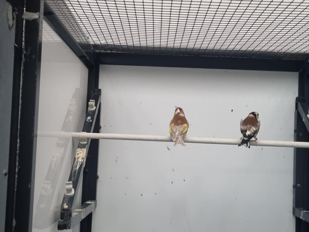Einde Hobby kweekvogels te koop, Dieren en Toebehoren
