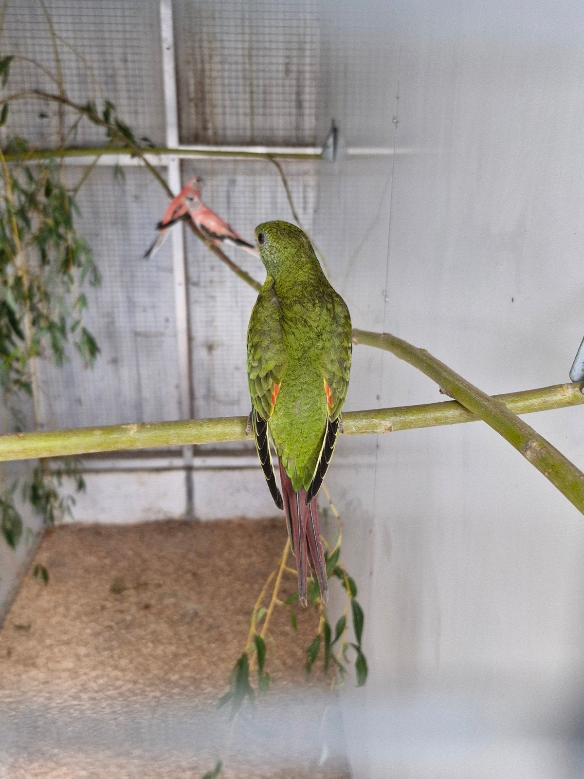 swift en bourke parkieten 2026, Animaux & Accessoires, Plusieurs animaux, Perruche, Bagué