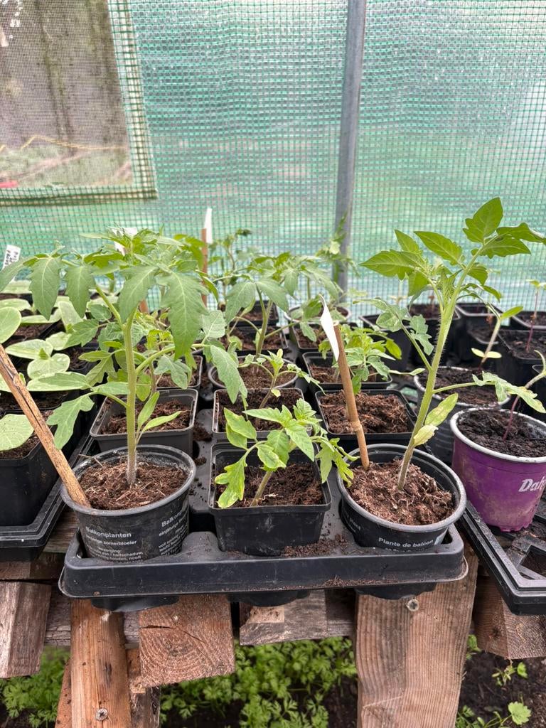 Tomatenplantjes te koop, Ophalen