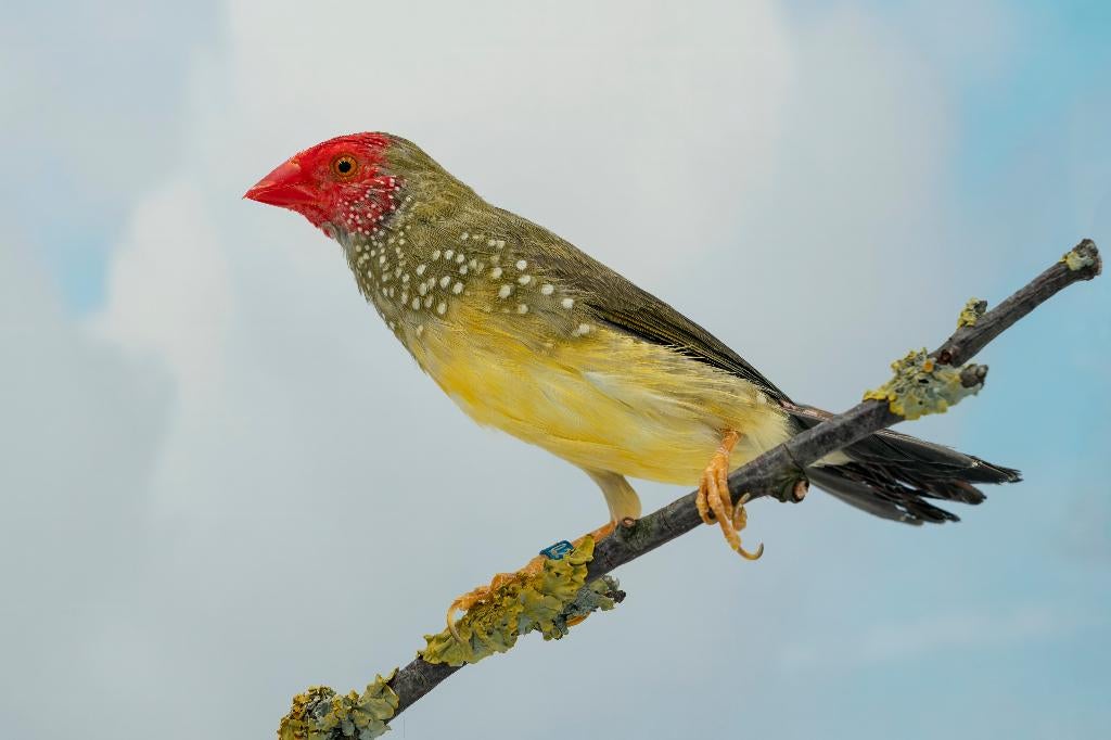 binzen astrilde, Dieren en Toebehoren, Tropenvogel, Geringd