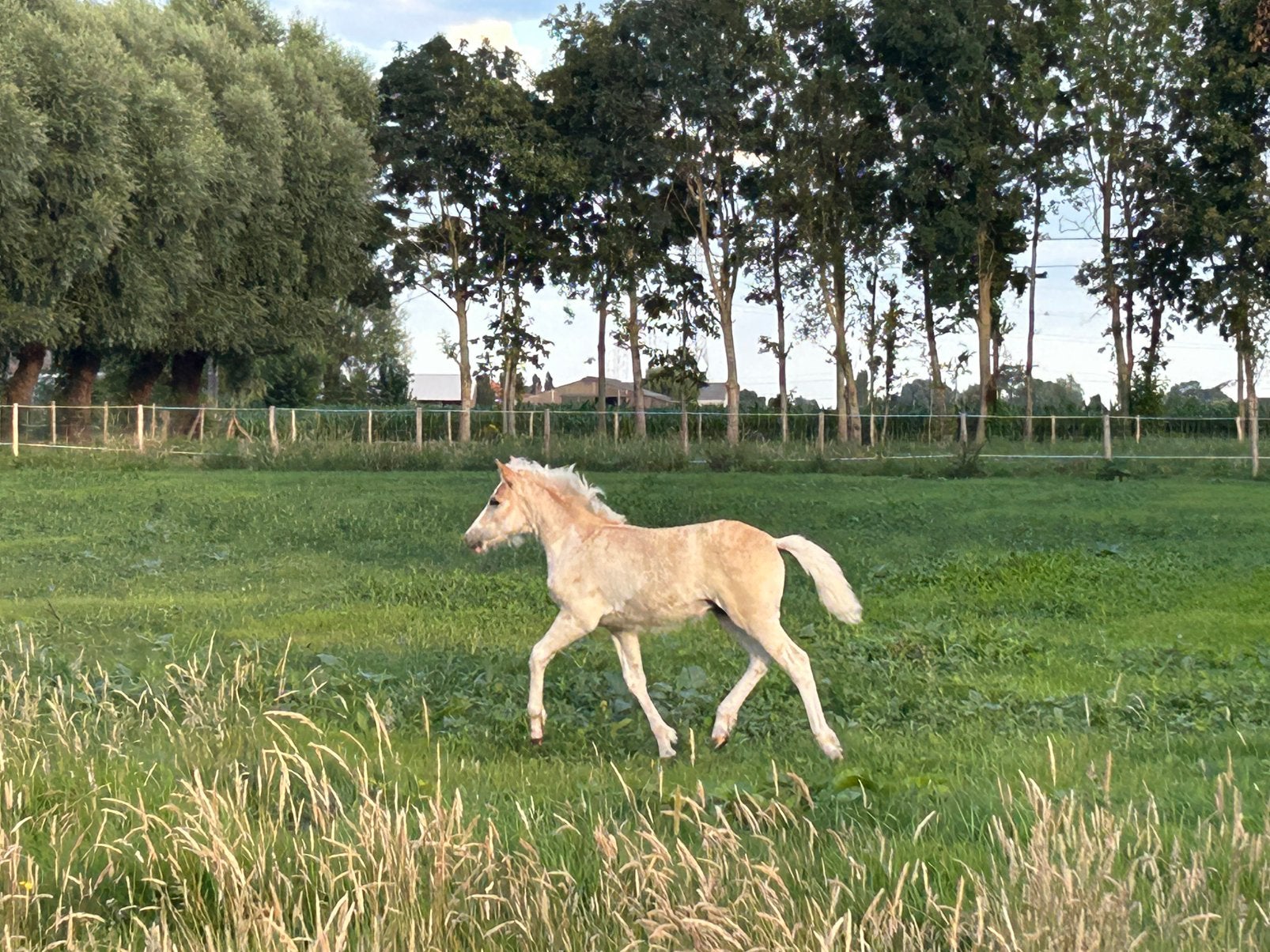 Haflinger hengstveulen