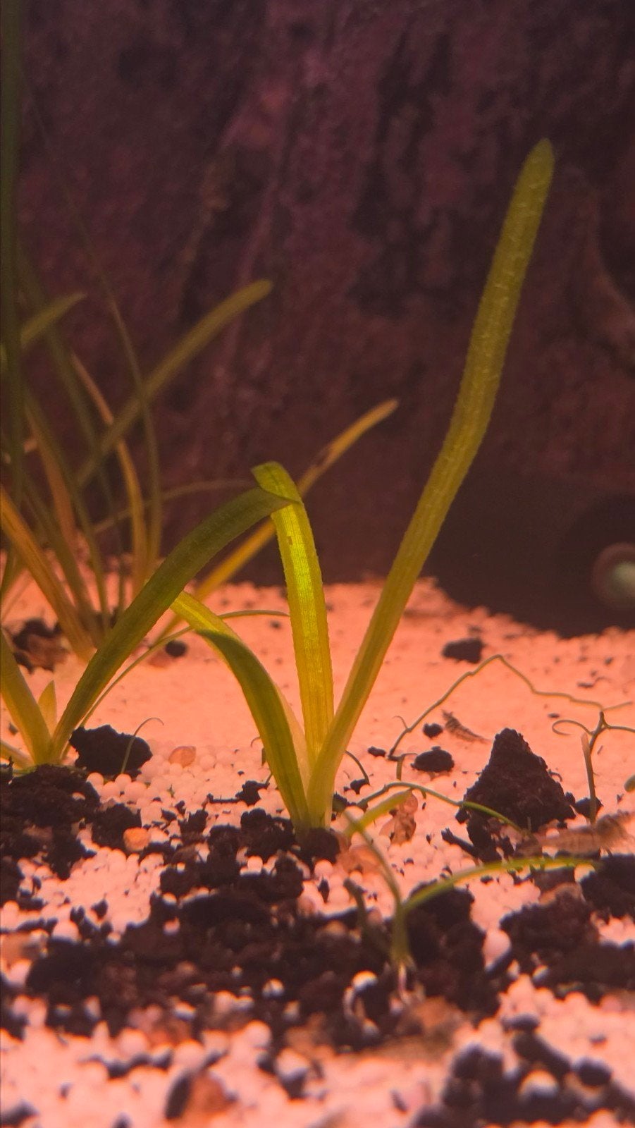 gras te koop voor aquarium, Ophalen