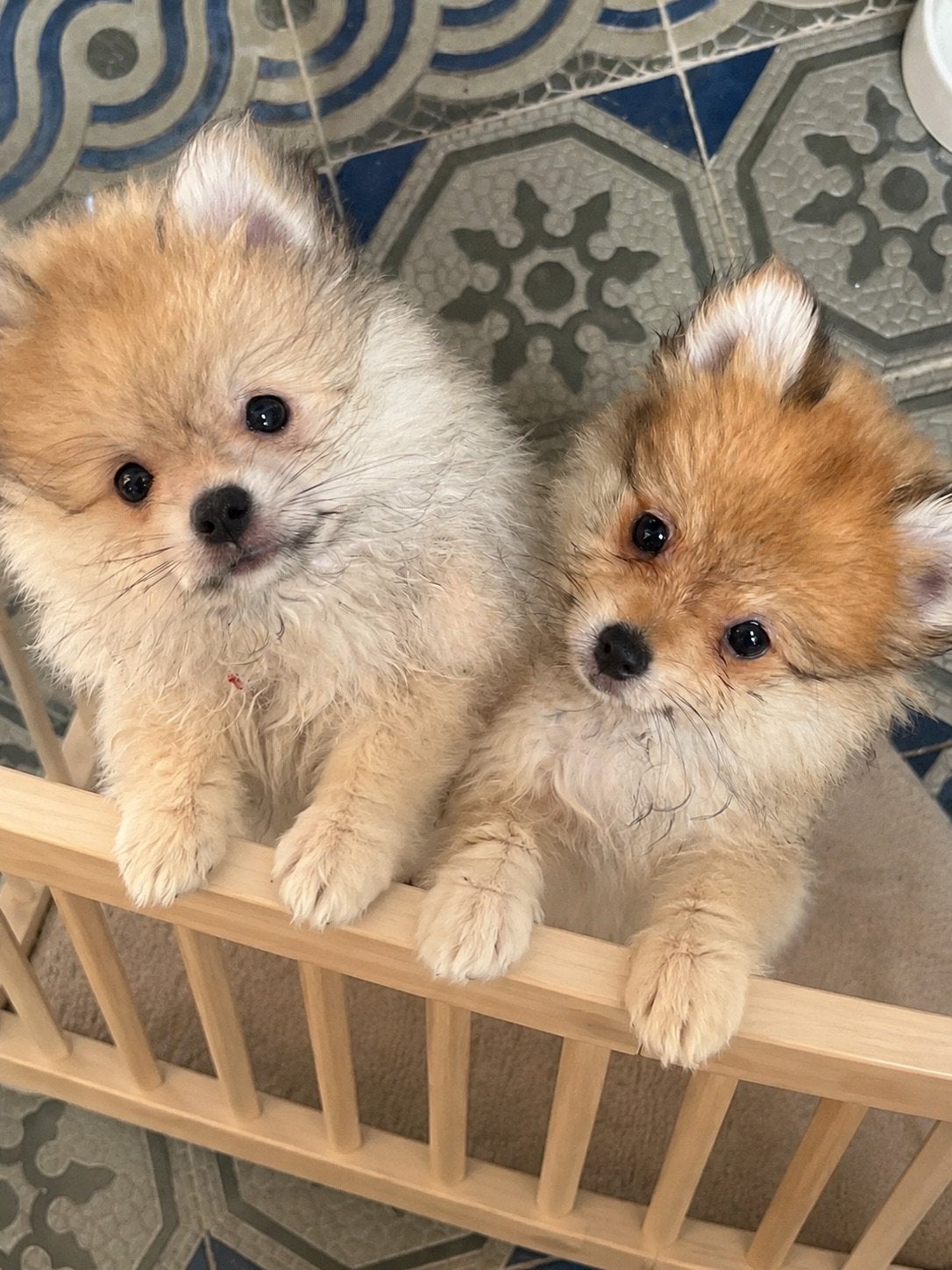 Pomeriaan pups, Parvo, België, Particulier, Overige rassen