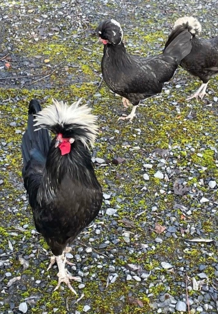 Broedeieren Hollandse kuifhoen, Dieren en Toebehoren, Pluimvee, Kip