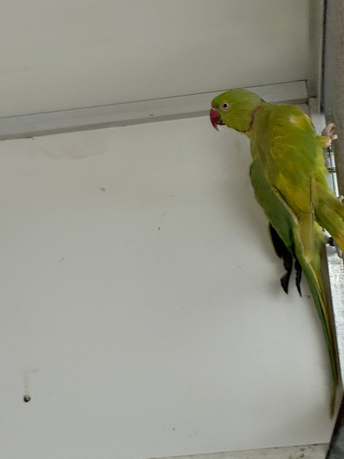 1 koppel halsbanden, Dieren en Toebehoren