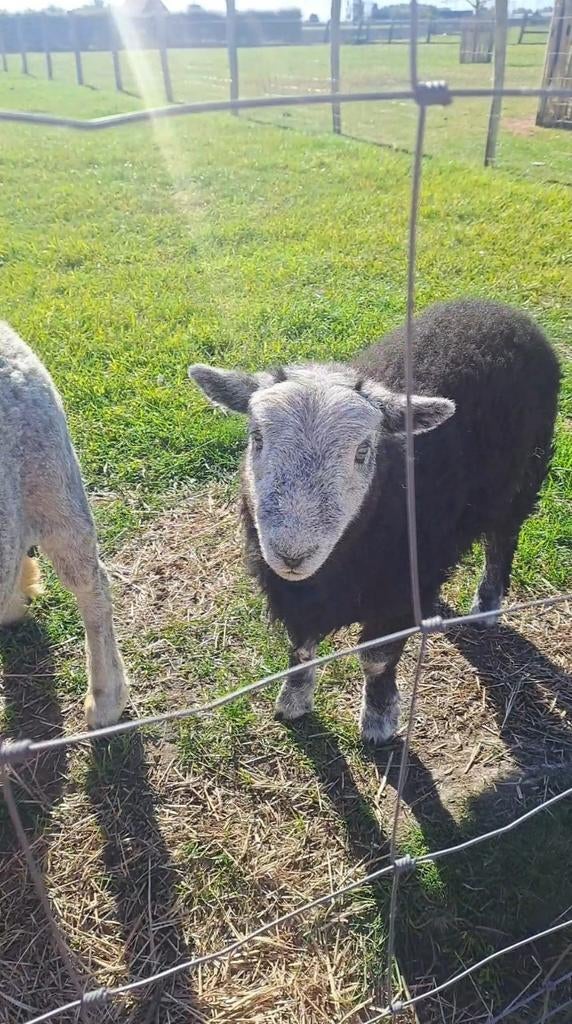 Herdwick lam, Mâle, Mouton