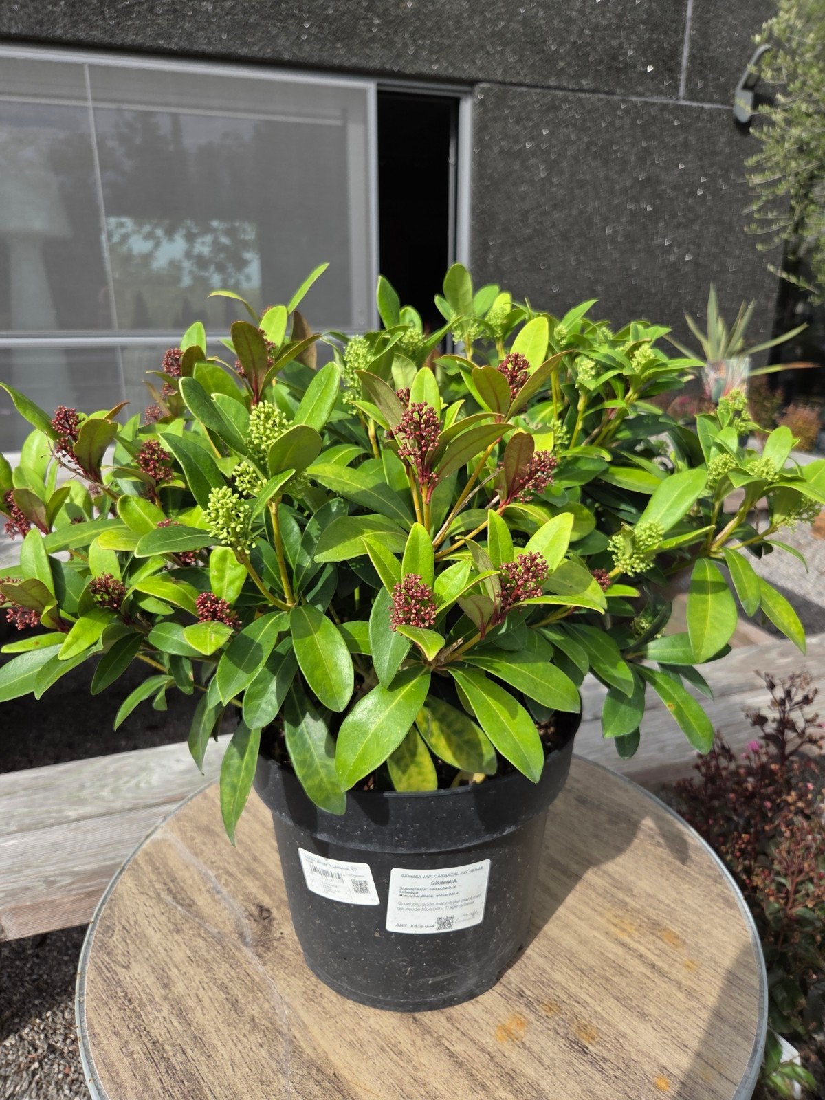 Skimmia Japonica Carnaval, Tuin en Terras, Ophalen, Halfschaduw