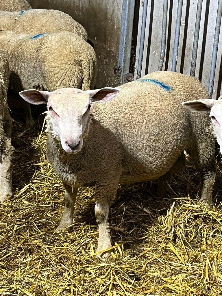 Charolais bokken, Dieren en Toebehoren, Schapen, Geiten en Varkens
