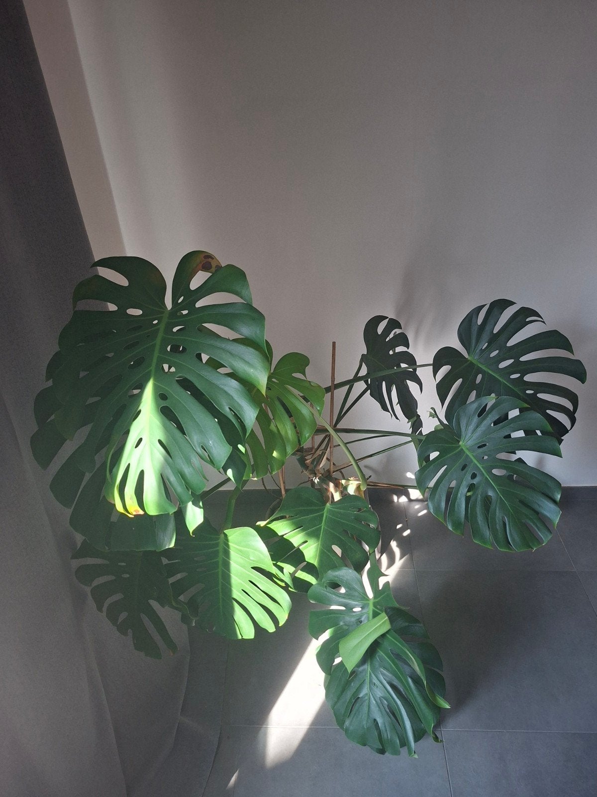 Monstera deliciosa, Maison & Meubles, Plantes d'intérieur, Enlèvement