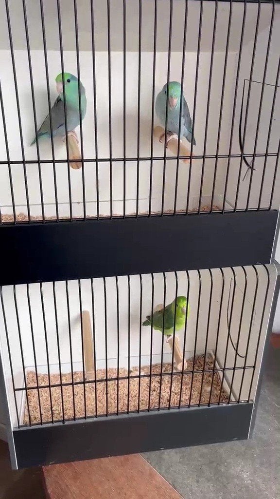 Forpussen Turquoise 2026, Dieren en Toebehoren, Vogels | Parkieten en Papegaaien, Geringd