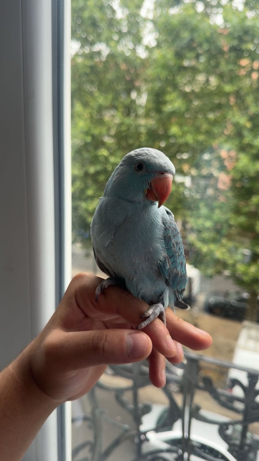 Perruche a colier bleu EAM, Geslacht onbekend, Papegaai, Pratend