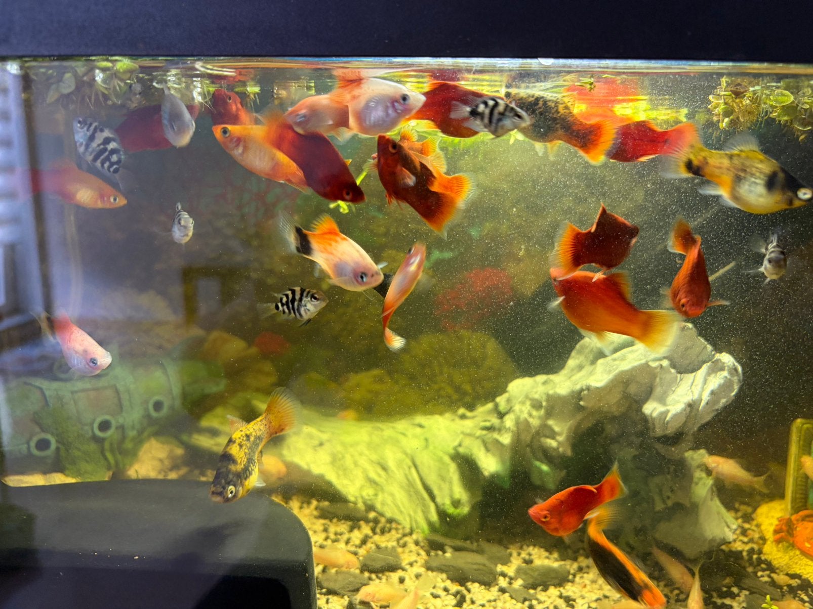 Platy