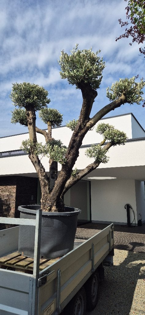 Olijfboom, Tuin en Terras, Olijfboom, 250 tot 400 cm, Zomer, Ophalen