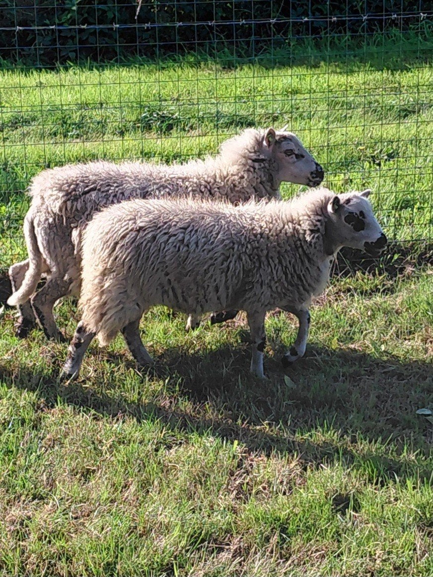 2 ooitjes te koop., Femelle, Mouton, 0 à 2 ans