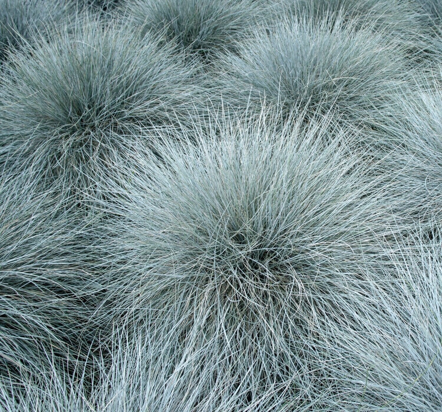 Festuca Intense Blue, Tuin en Terras, Ophalen