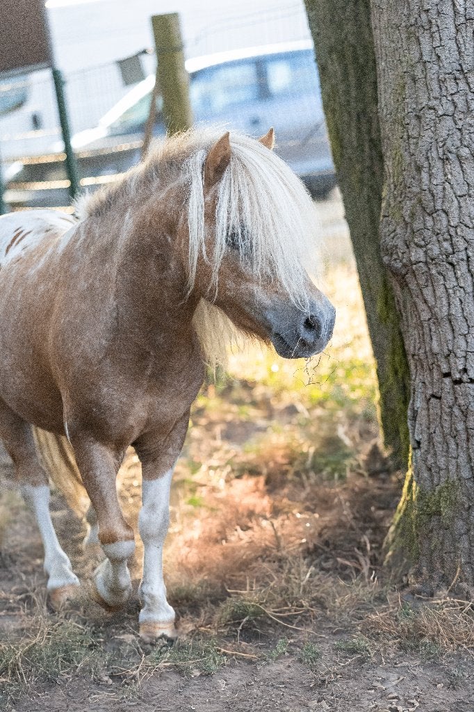 super klein hengstje, Dieren en Toebehoren, Hengst, A pony (tot 1.17m), Gechipt, 11 jaar of ouder