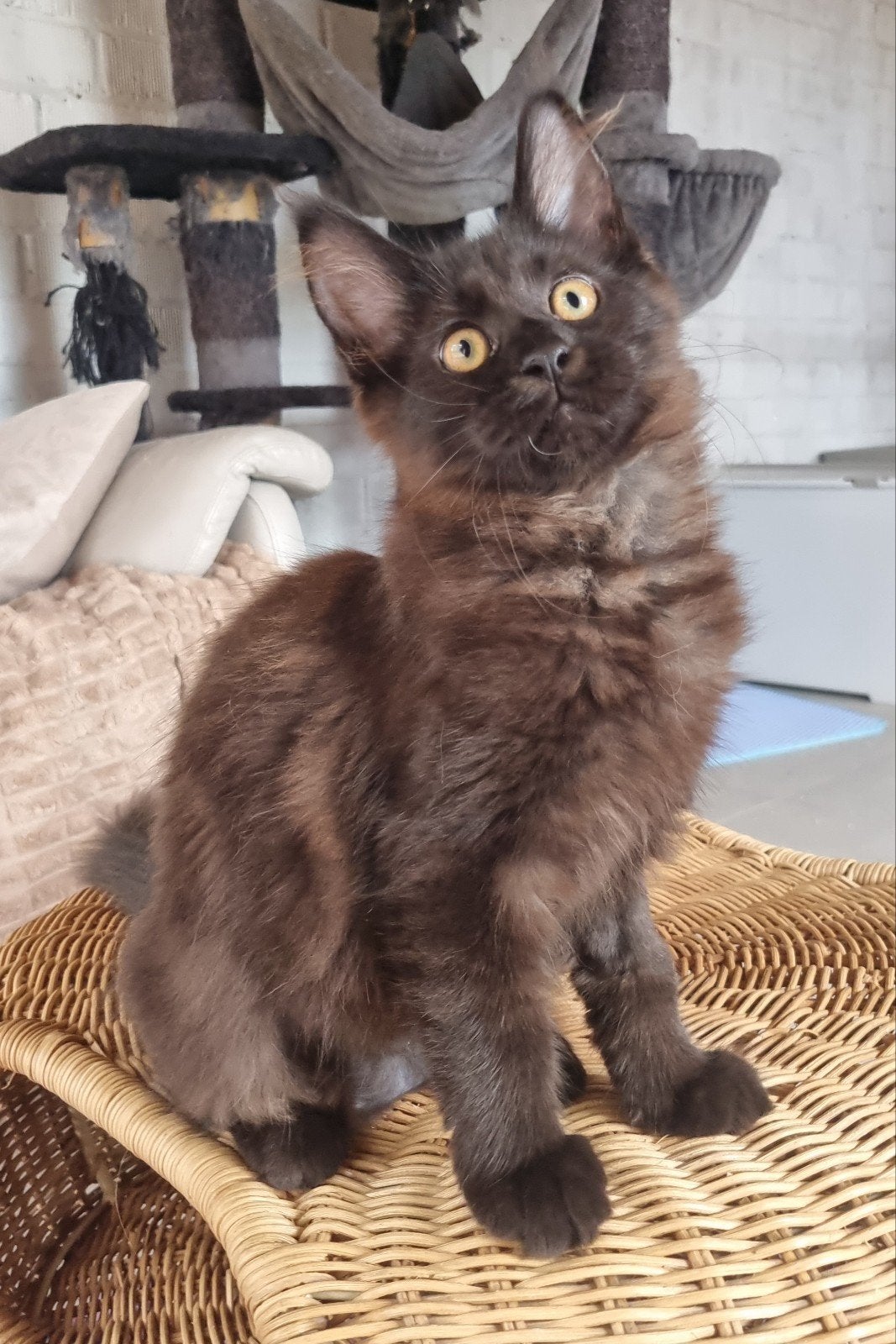 Fille Maine Coon, Chatte ou Chat, Vermifugé