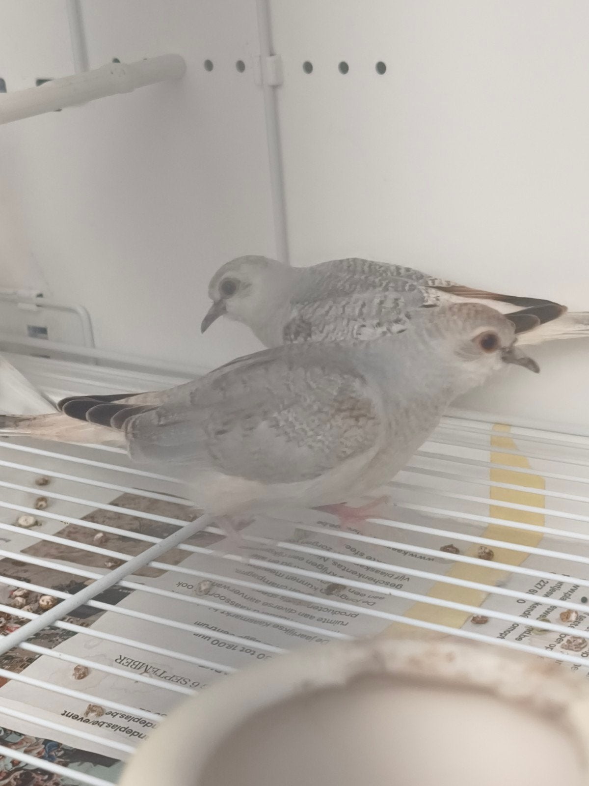 Diamantduifjes 2026, Meerdere dieren, Overige soorten
