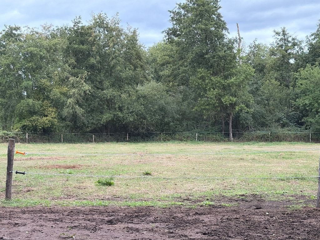 Plekje aangeboden op weide, Pâturage