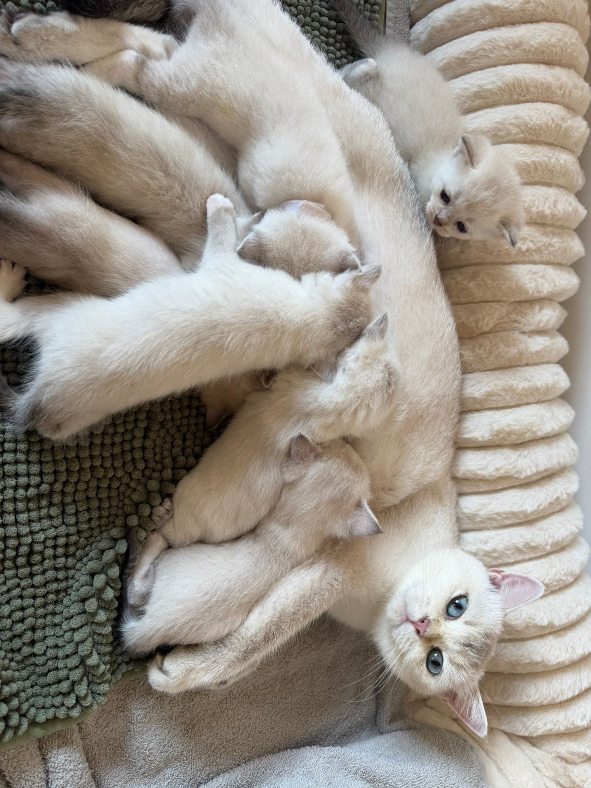 Brits Korthaar Point Kittens, Plusieurs animaux, Avec puce électronique, 0 à 2 ans