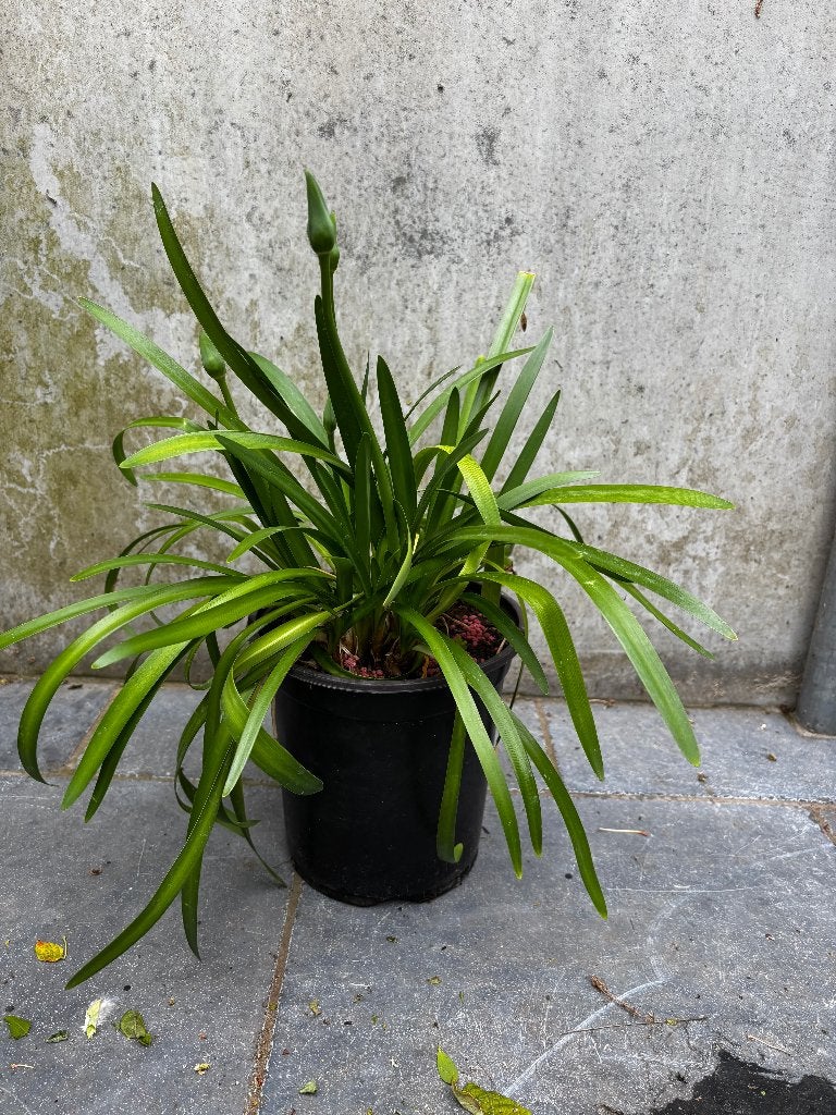 agapanthus, Afrikaanse lelie tuinplant / terrasplant, Overige soorten, Volle zon, Vaste plant, Ophalen of Verzenden