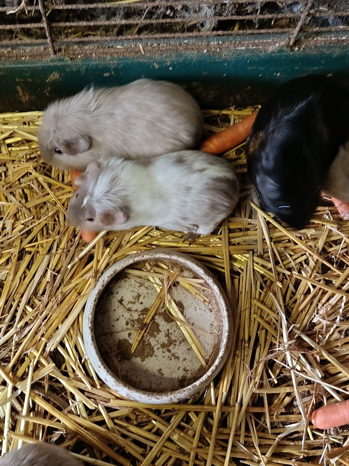 cavia beertjes, Dieren en Toebehoren, Cavia, Mannelijk, Tam, Oktober